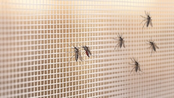 396 casos confirmados de dengue en República Dominicana durante 2026