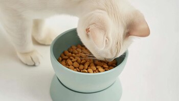 Aunque limitado, el gusto de los gatos está perfectamente adaptado para evitar alimentos peligrosos y prefabricados (Imagen Ilustrativa Infobae)