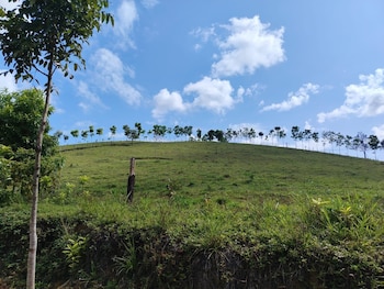 Una ladera verde cubierta de hierba con una hilera de árboles jóvenes en la cresta bajo un cielo azul claro con nubes dispersas. Vegetación y un tronco de árbol visible en primer plano