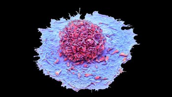 Llegó a México la subvariante