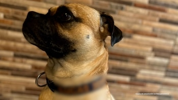 Edgar Alexander Montañez Díaz recibió una pena de 20 meses de cárcel por cometer ataques sistemáticos contra el perro Lucas en Envigado - crédito prensa Fiscalía General de la Nación