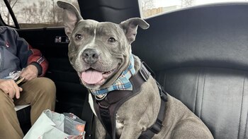 Chester llegó a su nuevo