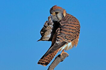 Yarin Klein/ Comedy Wildlife