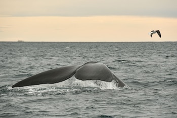 Ballena Franca Austral. Chubut (Foto: