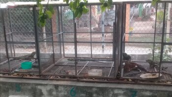 iguanas juchitan oaxaca