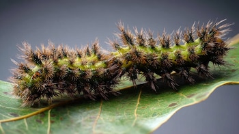 La oruga del género Lonomia,