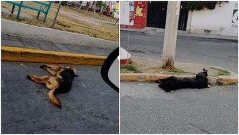 (Foto: SinMaltratoTlax)