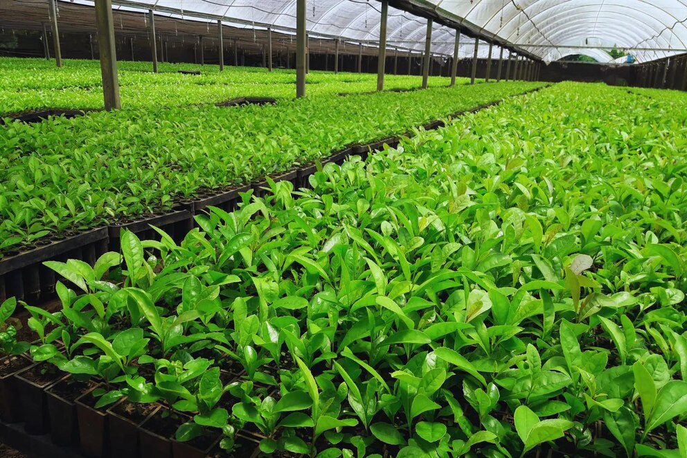 Crecimiento sostenido de las exportaciones de yerba mate
