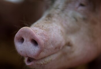 Las enfermedades que se transmiten de animales a humanos son la principal preocupación debido a que podrían ser el origen de una nueva pandemia. REUTERS/Leah Millis).