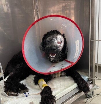 Hunter fue encontrado con una