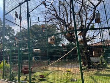 Fueron aseguradas aves
(FGR)