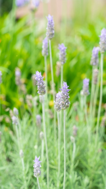 La lavanda es valorada por