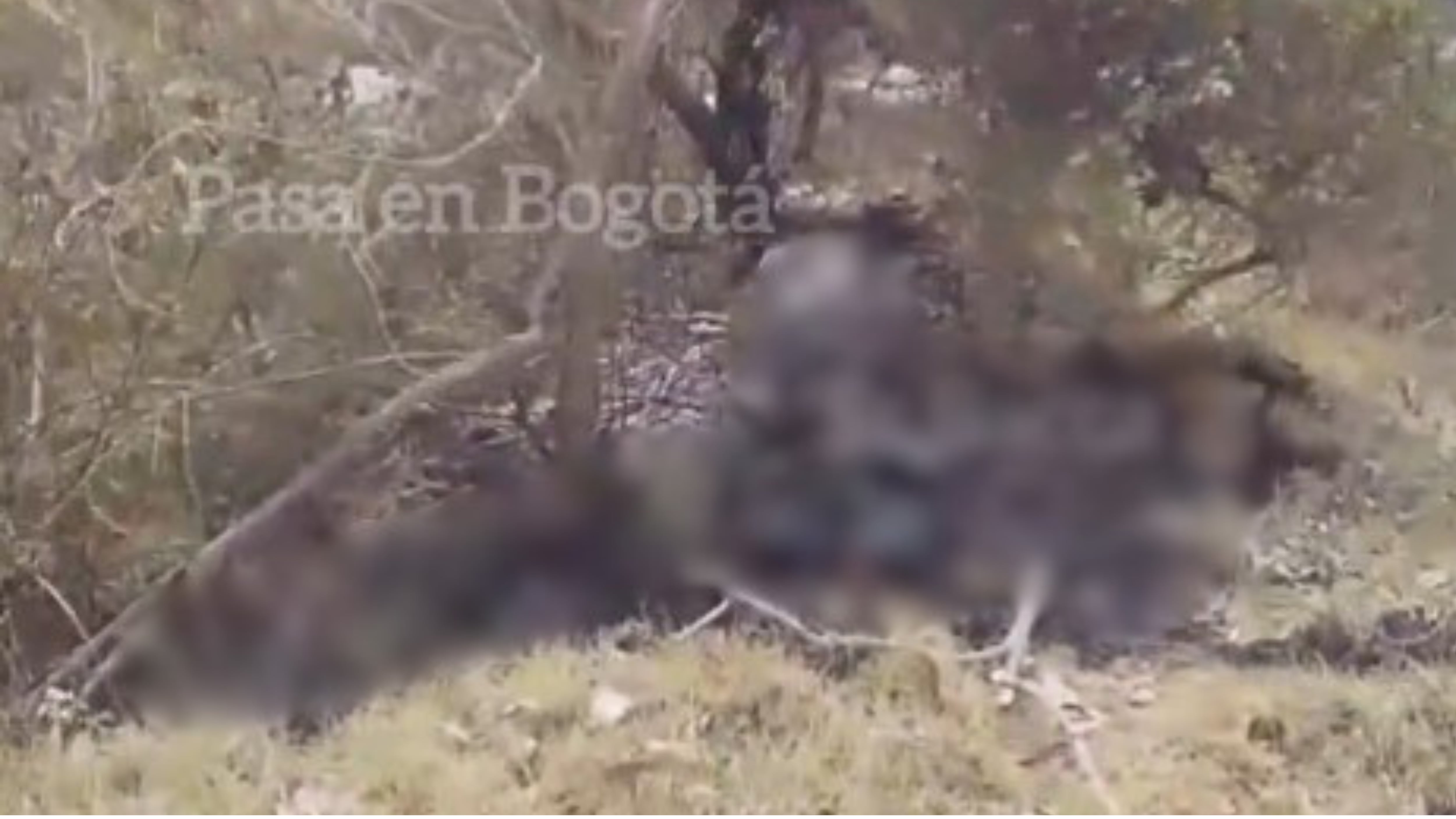 Sector El Cielo, vereda Fusungá, en zona rural de Soacha, punto donde fueron hallados los cuerpos sin vida - crédito Pasa en Bogotá/X