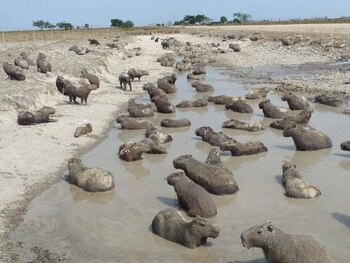 15.000 chigüiros estarían en riesgo