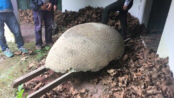 Así es el resto fósil