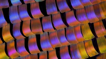 Un embrión de rata, neuronas