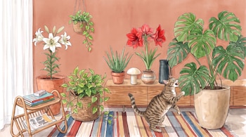 Gato atigrado de pie sobre dos patas frente a una planta monstera. Varias plantas en macetas, estante de bambú con libros, alfombra de rayas, cortina.