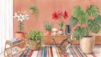 Las 5 plantas de interior populares que pueden ser tóxicas para gatos