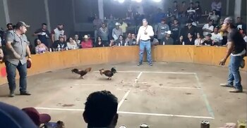 tres muertos palenque Guanajuato comando armado