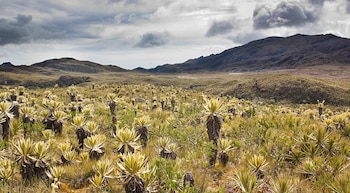Desde Medellín, la mayoría de expediciones al Páramo del Sol salen hacia Urrao y continúan en chiva hasta el punto de inicio de la caminata - crédito Colparques