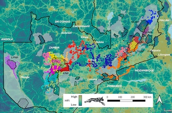 Mapa de Zambia con marcadores de colores, zonas protegidas achuradas, escala gráfica y la figura de un perro salvaje en la leyenda