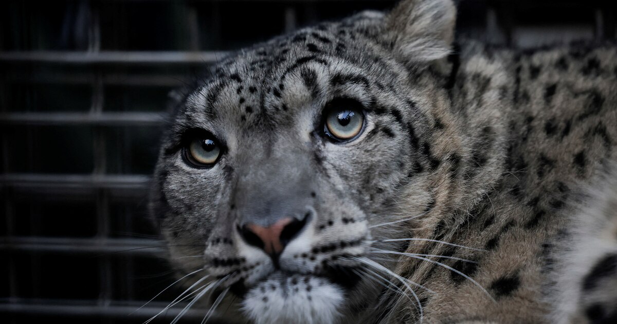 Um leopardo para um hotel na Indonésia: “Ele começou a decorar” Um leopardo para um hotel na Indonésia: “Ele começou a decorar”