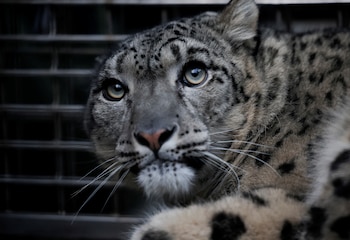 Un leopardo se cuela en