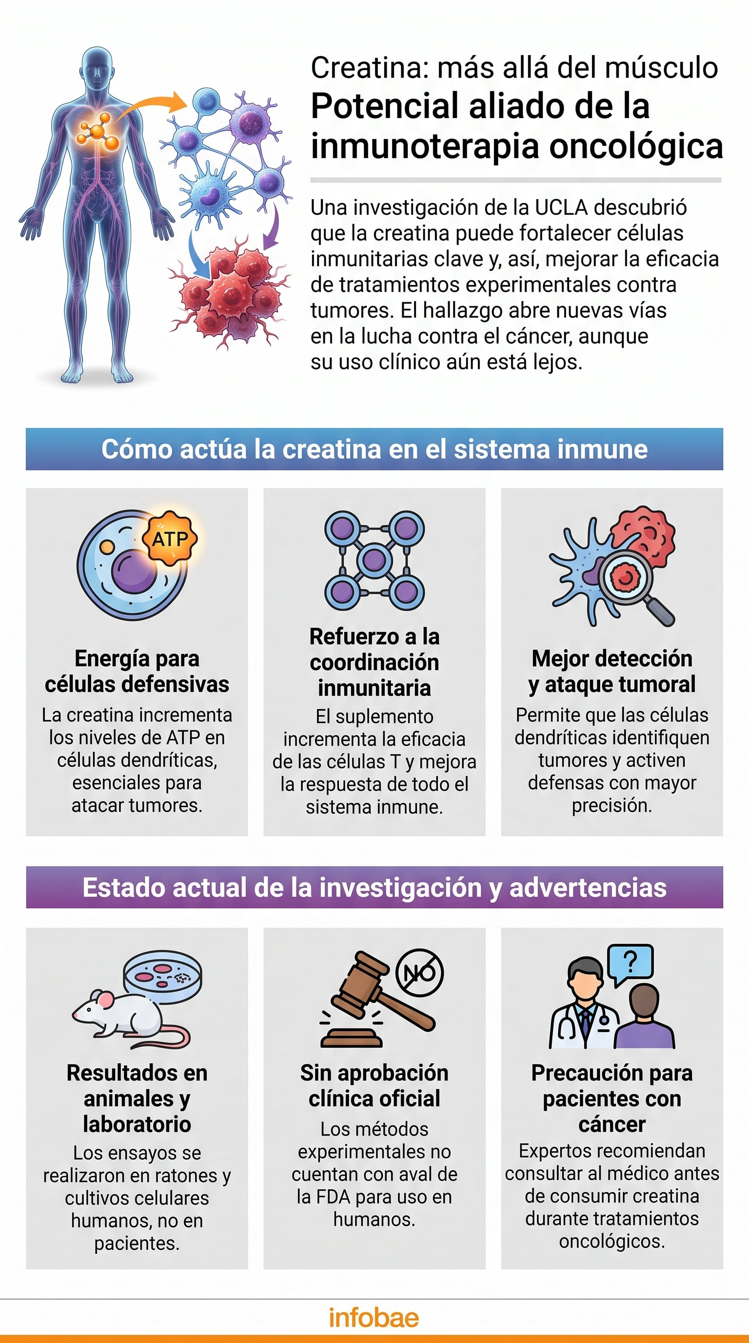 Una infografía de Infobae detalla el potencial de la creatina para fortalecer la inmunoterapia oncológica, con base en una investigación de la Universidad de California en Los Ángeles. (Imagen Ilustrativa Infobae)