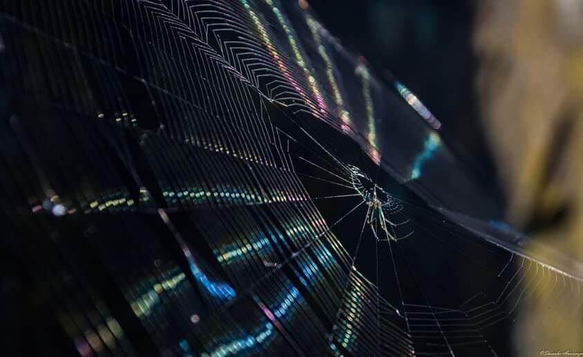 Las especies Cyclosa longicauda y una Cyclosa no identificada crean estabilimentos que superan en tamaño al cuerpo de la araña y simulan patas - (Shaananu87/WikiCommons)