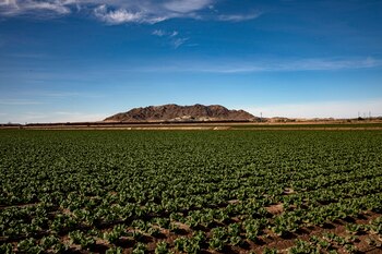 New York Times Arizona Coronavirus