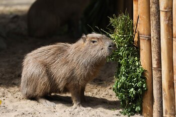 Crédito: Parque de Las Leyendas