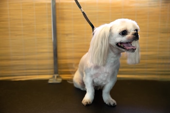 El perro regula su situación