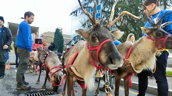 El uso de animales en