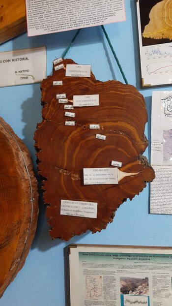 Huinganco Museo del Árbol y la Madera