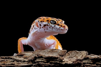 Un gecko leopardo con manchas oscuras en la cabeza descansa sobre una corteza de árbol frente a un fondo negro uniforme