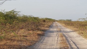 Banda delincuencial estaría montando retenes