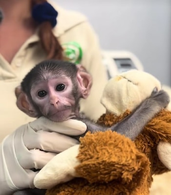 El pequeño tiene poco menos de un mes de nacido.