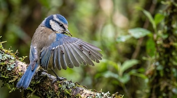 Un ave pequeña de plumaje azul y pardo sobre una rama con musgo extiende un ala repleta de hormigas negras mientras sostiene una con su pico.