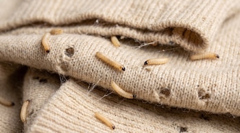 Primer plano de varias larvas de cuerpo claro y cabeza oscura sobre un tejido de lana beige con múltiples agujeros y telarañas.