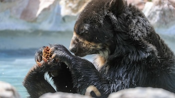 Tras la pista de los