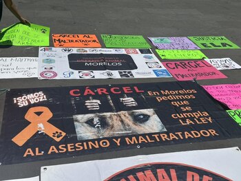 Crédito: Facebook / Perritos Tetecala