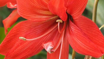 Histórico: Por primera vez, más de 19 mil bulbos de amaryllis peruanos obtienen luz verde en EEUU