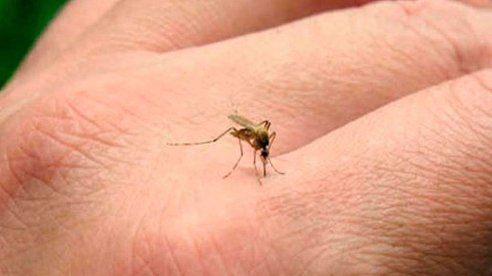 Florida activa una alerta sanitaria tras detectar dengue adquirido en el condado