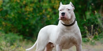 El nene sufrió heridas en el rostro y el cráneo tras el ataque de un dogo argentino