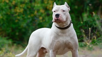 Un niño de 5 años fue atacado por un dogo en La Pampa