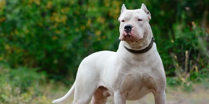 El nene sufrió heridas en el rostro y el cráneo tras el ataque de un dogo argentino