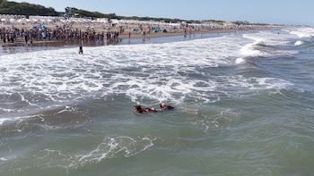 Los controles veterinarios exhaustivos antes