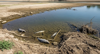 Tramo seco y agrietado de un río con agua muy baja, bancos de arena expuestos, varios peces muertos y vegetación seca en la orilla.
