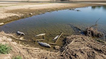 El calor extremo agrava la crisis de los peces en los ríos de Alemania