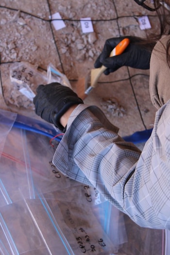 Primer plano de manos enguantadas limpiando y recolectando fragmentos de roca con un cepillo pequeño dentro de una cuadrícula de excavación, con bolsas de plástico cerca